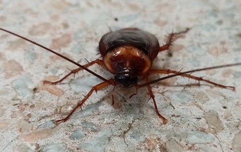 A cockroach