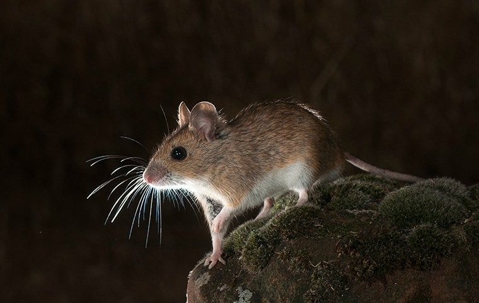 Rodent