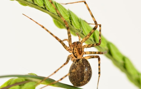 spider